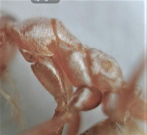 Cataglyphis sabulosa